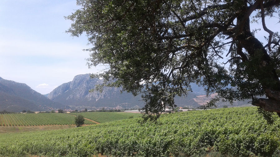 old tree in the buckround of Argyriou Winery vineyards and mountains